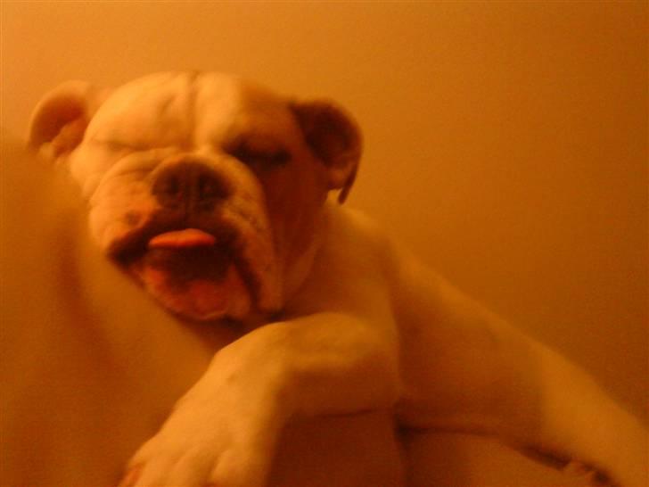 Blanding af racer Luna billede 10