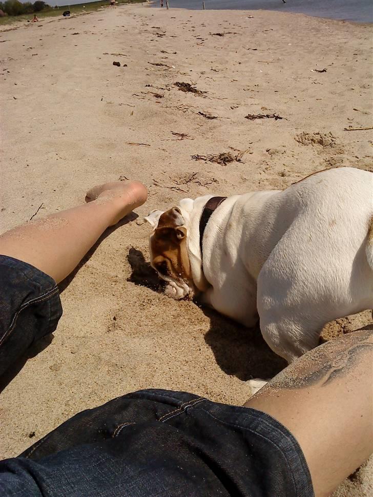 Blanding af racer Luna billede 11