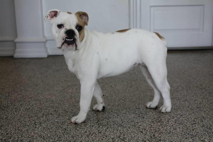 Blanding af racer Luna billede 12