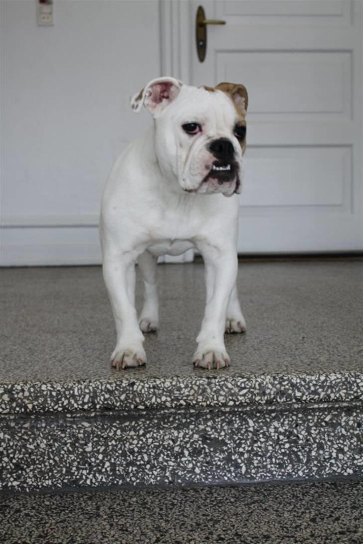 Blanding af racer Luna billede 13