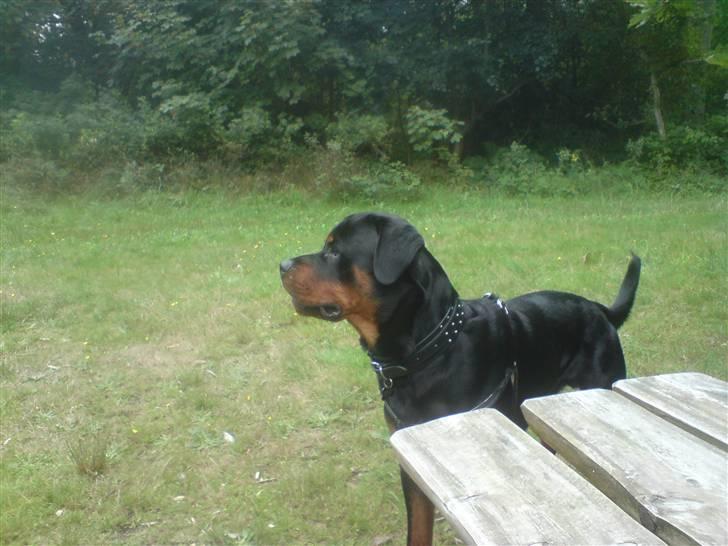 Rottweiler Buller billede 13