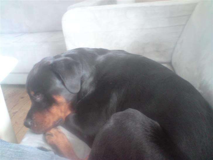 Rottweiler Buller billede 14