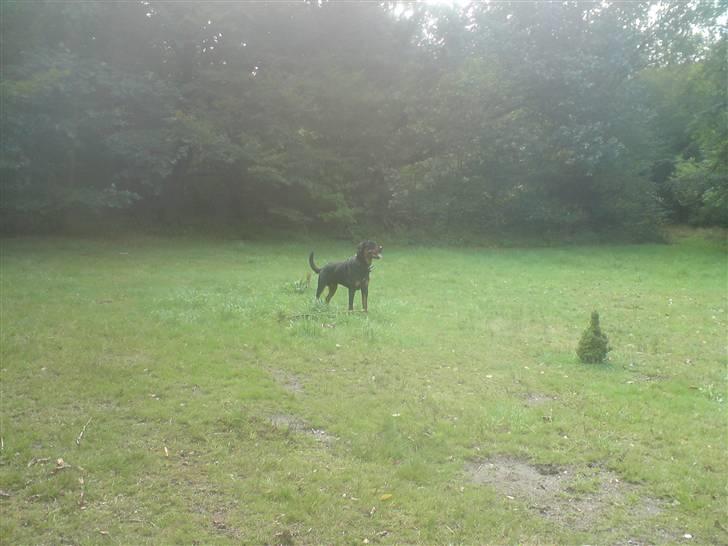 Rottweiler Buller billede 15