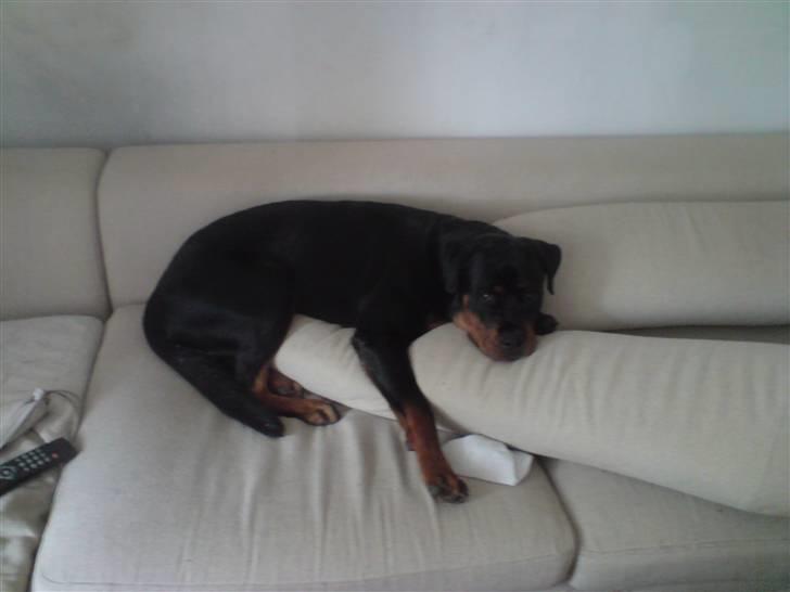 Rottweiler Buller billede 16