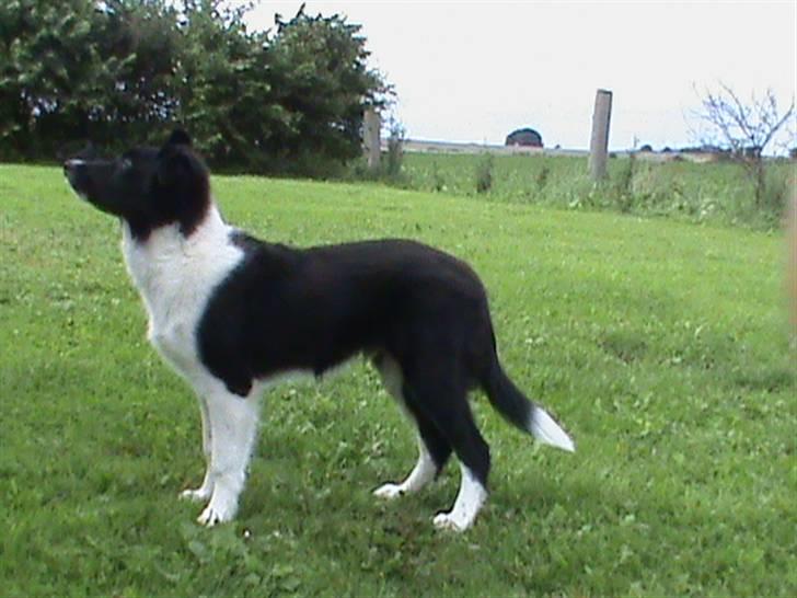 Border collie LP 1 Speedy - Speedy 20 uger  billede 13