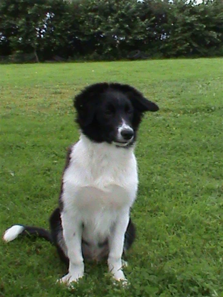 Border collie LP 1 Speedy - Speedy 20 uger billede 14