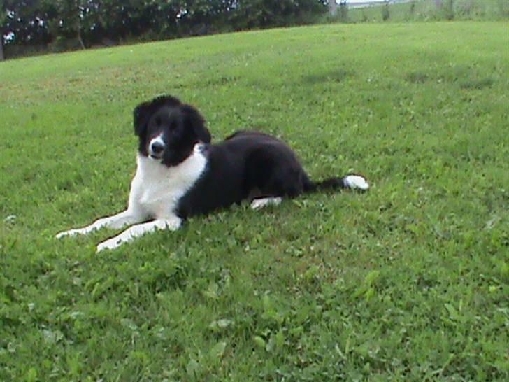 Border collie LP 1 Speedy - Speedy 20 uger billede 15