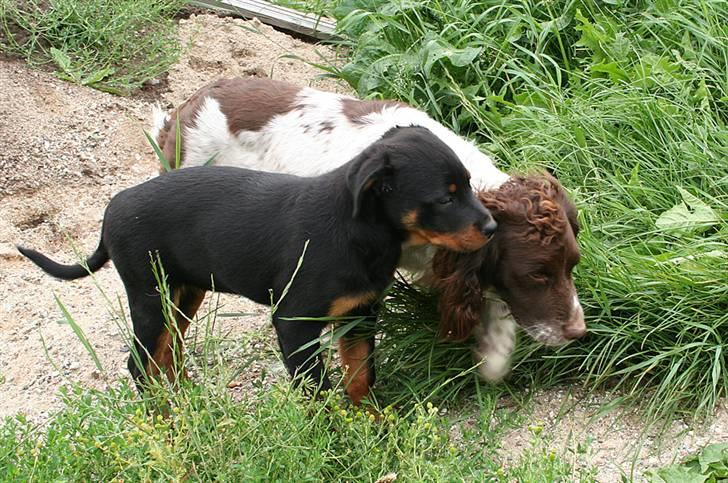 Rottweiler Kakestto's Freya - 11 uger og oplever verden med en ven billede 15