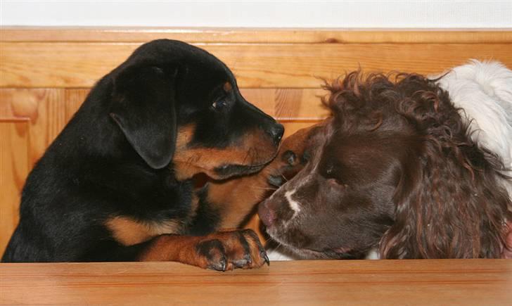 Rottweiler Kakestto's Freya - Nu skal du bare lige høre en god historie billede 16