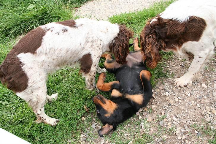 Rottweiler Kakestto's Freya - 12 uger, når de er to er det ingen skam at lægge sig på ryggen  billede 17