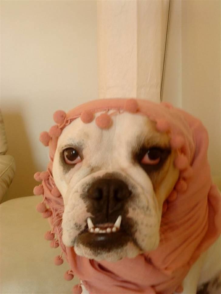 Blanding af racer Luna billede 14