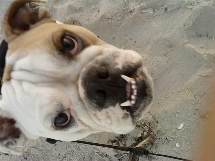 Blanding af racer Luna billede 16