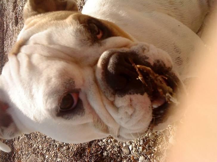 Blanding af racer Luna billede 17