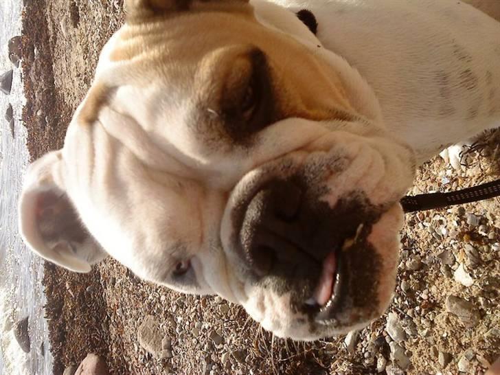 Blanding af racer Luna billede 18