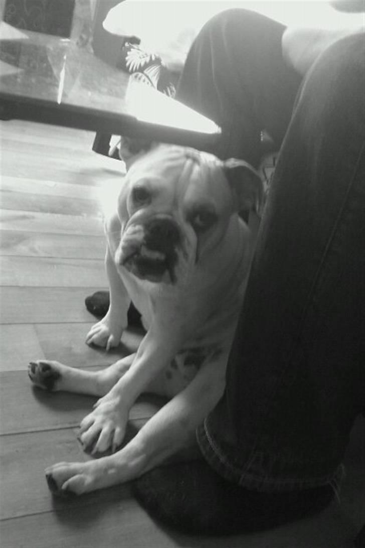 Blanding af racer Luna billede 19