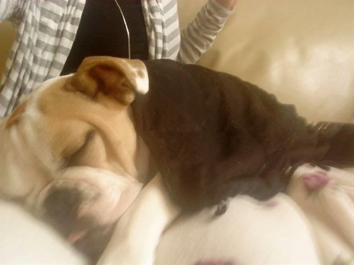 Blanding af racer Luna billede 20