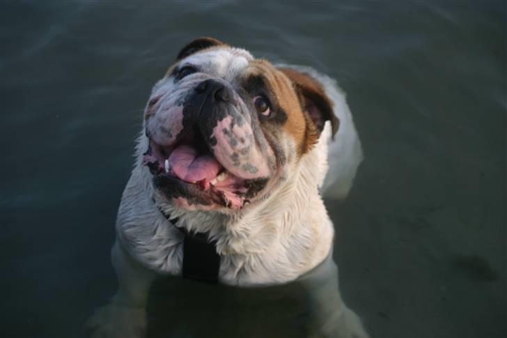 Engelsk bulldog Magnus billede 10