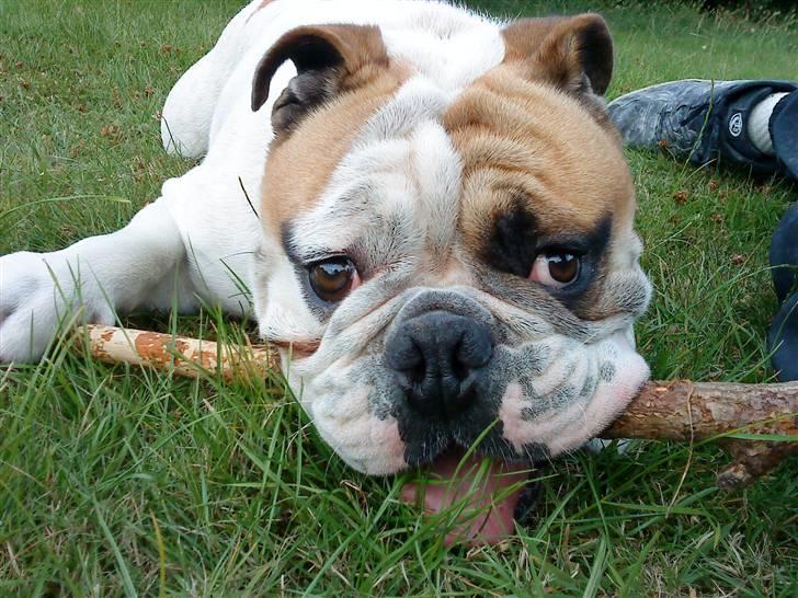 Engelsk bulldog Magnus billede 12