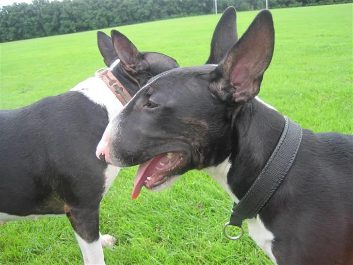 Bullterrier Flemming 08.04.2010 billede 12