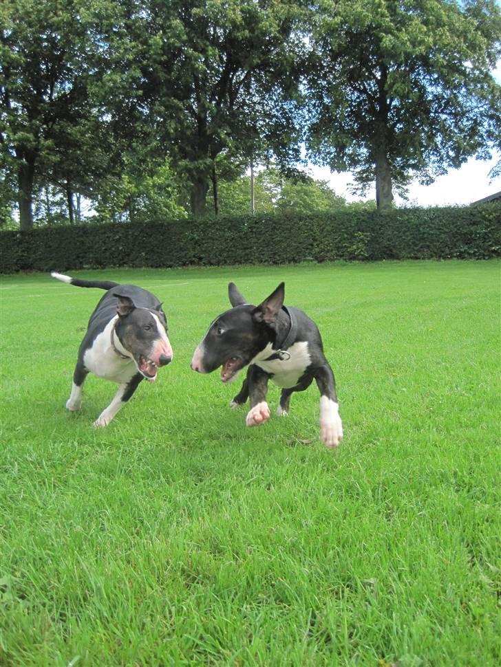 Bullterrier Flemming 08.04.2010 billede 13