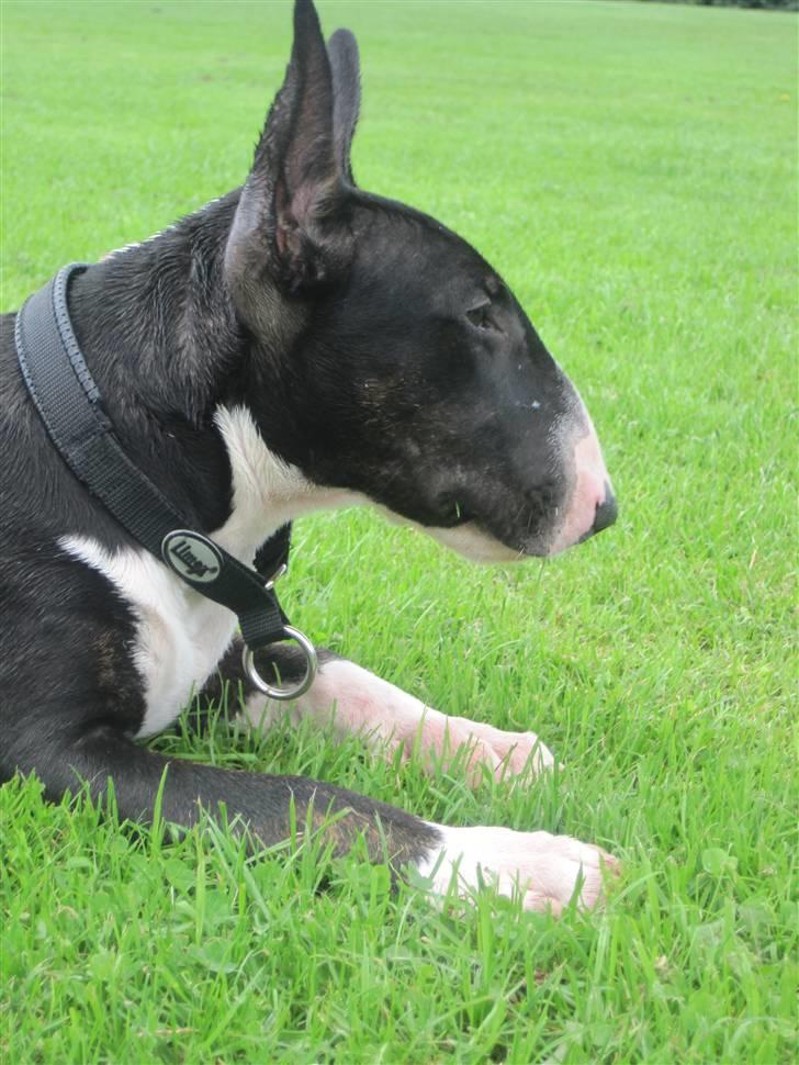 Bullterrier Flemming 08.04.2010 billede 14