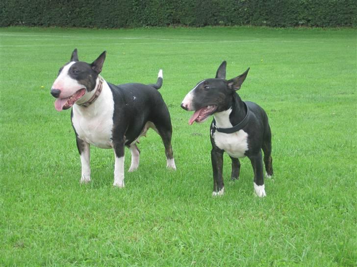 Bullterrier Flemming 08.04.2010 billede 15