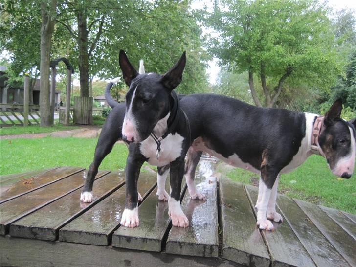 Bullterrier Flemming 08.04.2010 billede 16