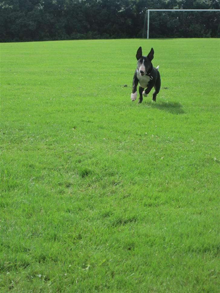 Bullterrier Flemming 08.04.2010 billede 18