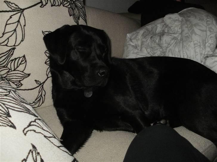 Labrador retriever Juelsgaardens NatFreya billede 1