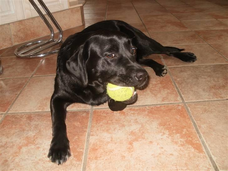 Labrador retriever Juelsgaardens NatFreya billede 2