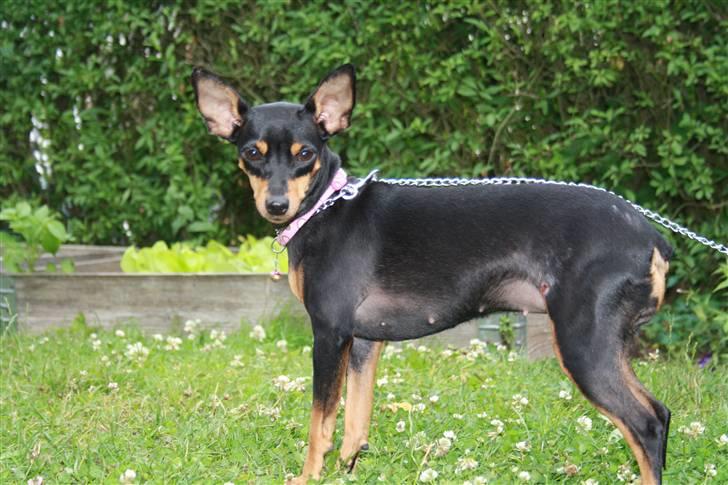 Dvaergpinscher chikita billede 1