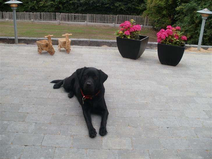 Labrador retriever Juelsgaardens NatFreya billede 3