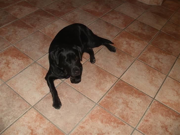 Labrador retriever Juelsgaardens NatFreya billede 4