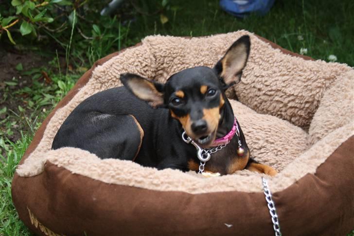 Dvaergpinscher chikita billede 2