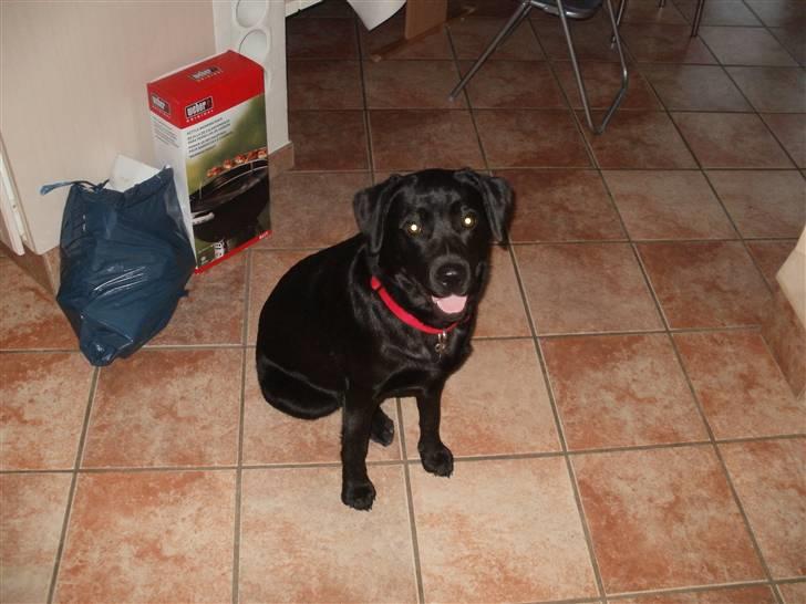 Labrador retriever Juelsgaardens NatFreya billede 5