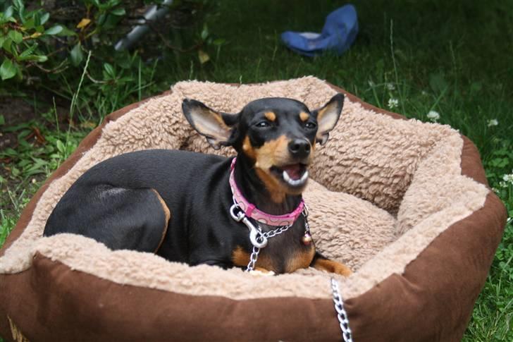 Dvaergpinscher chikita billede 3