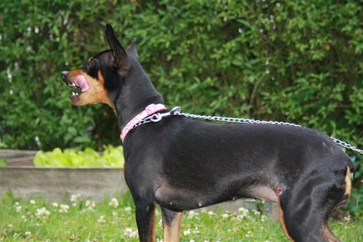 Dvaergpinscher chikita billede 4