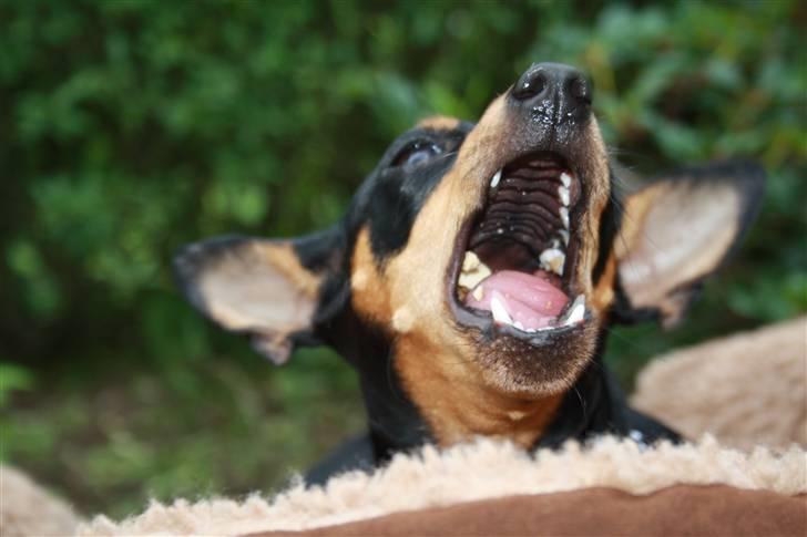 Dvaergpinscher chikita billede 5