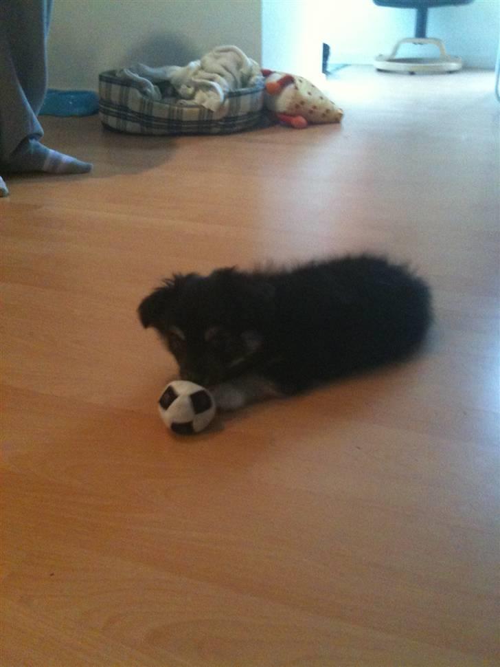 Blanding af racer Simba billede 1