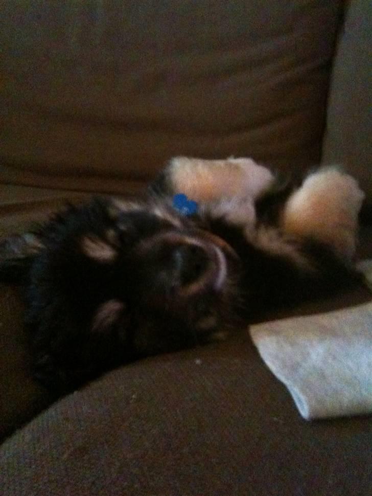 Blanding af racer Simba billede 2