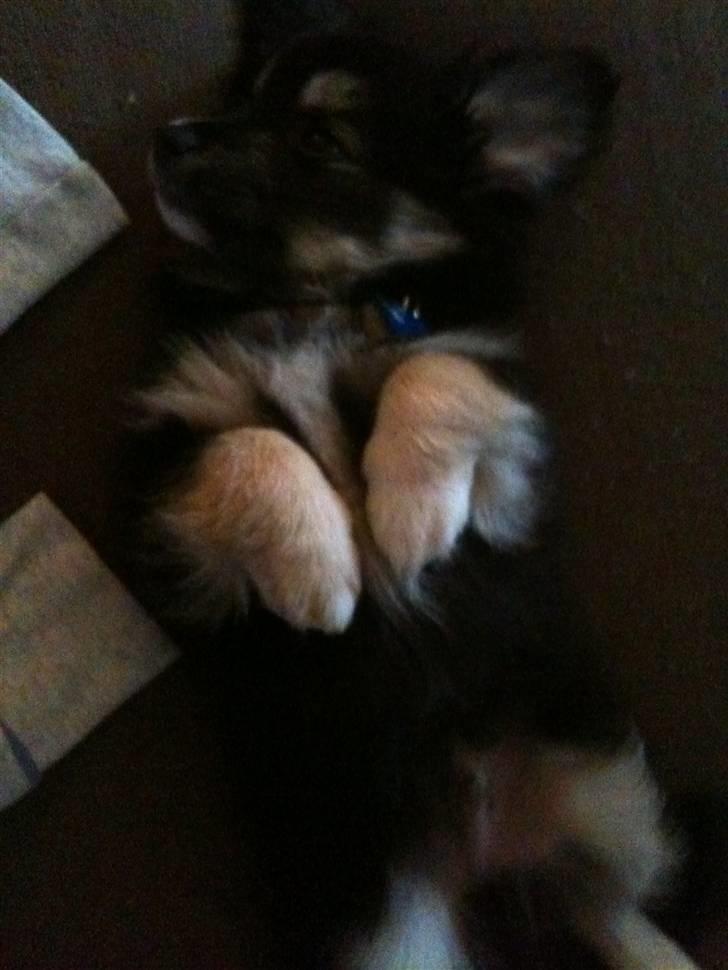 Blanding af racer Simba billede 3