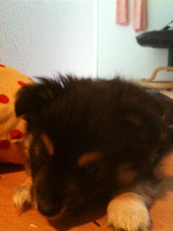 Blanding af racer Simba billede 4