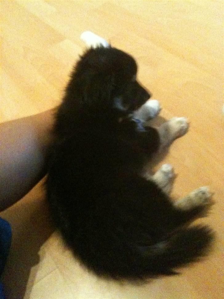 Blanding af racer Simba billede 5