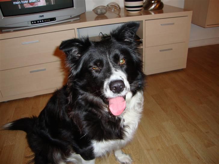 Blanding af racer Tika - Hvorfor griner i??  billede 15