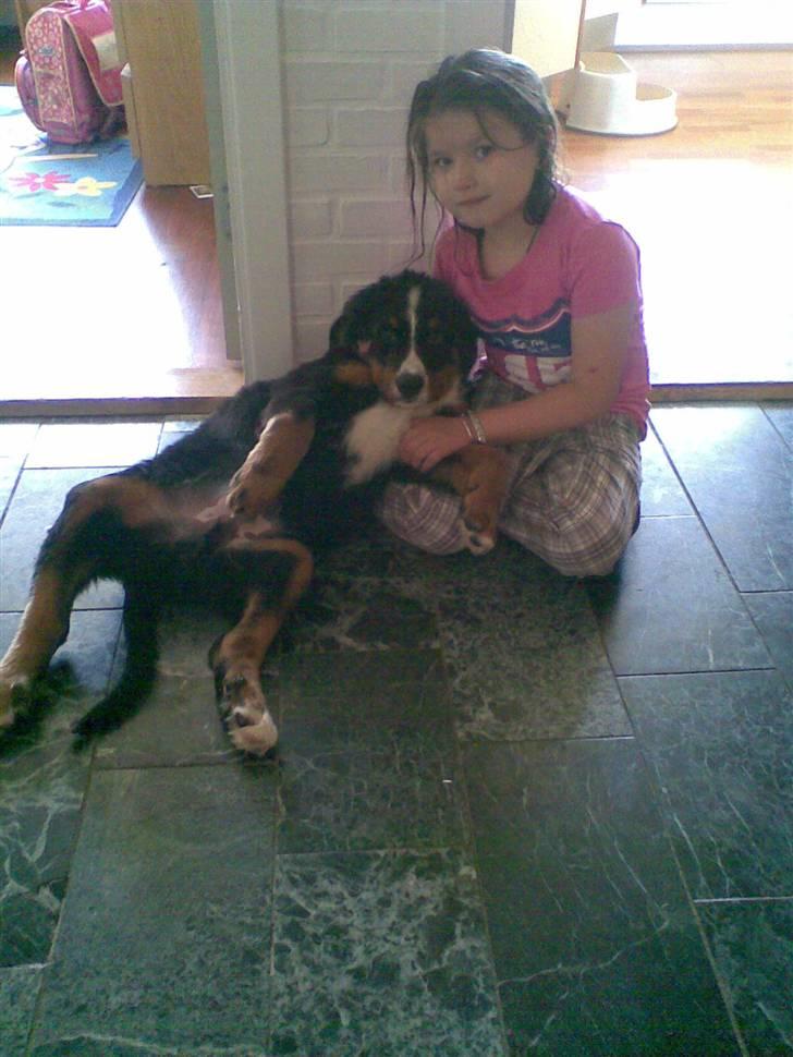 Berner sennenhund Canto - Elizabeth og Canto billede 6