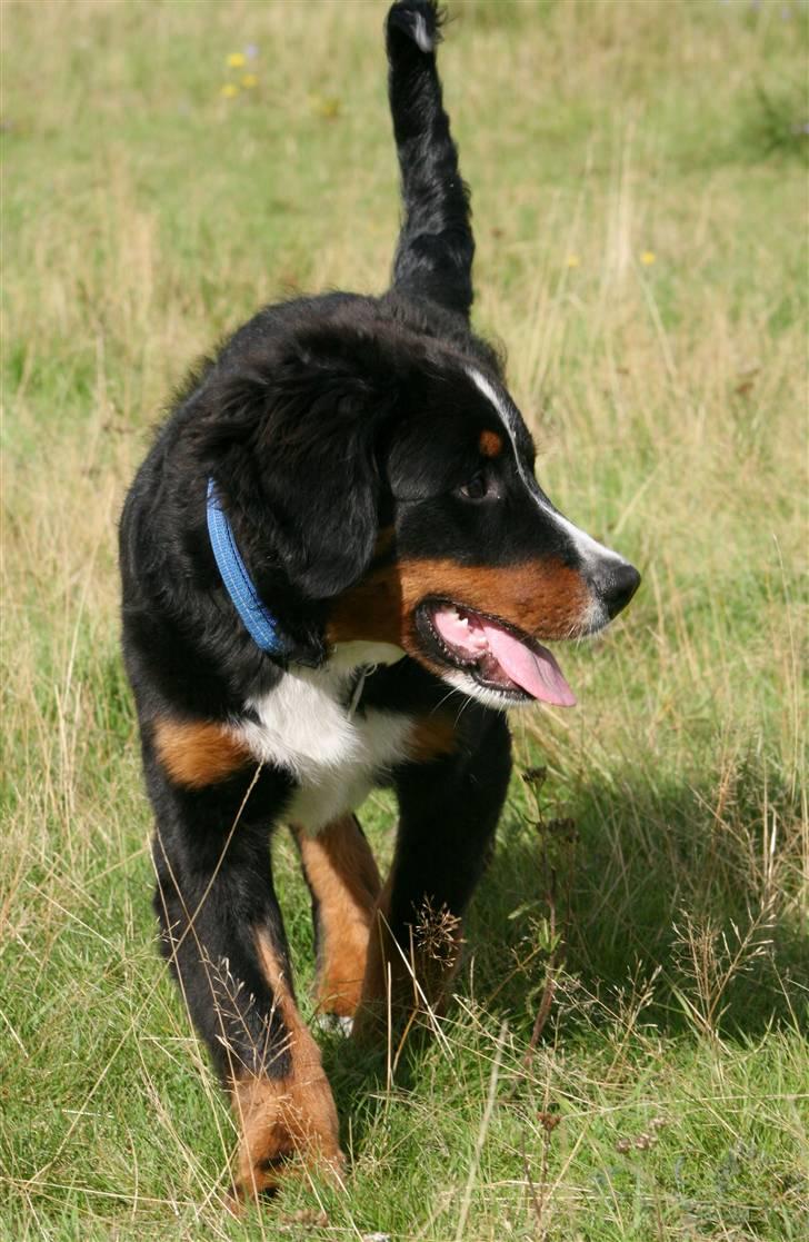 Berner sennenhund Canto billede 7