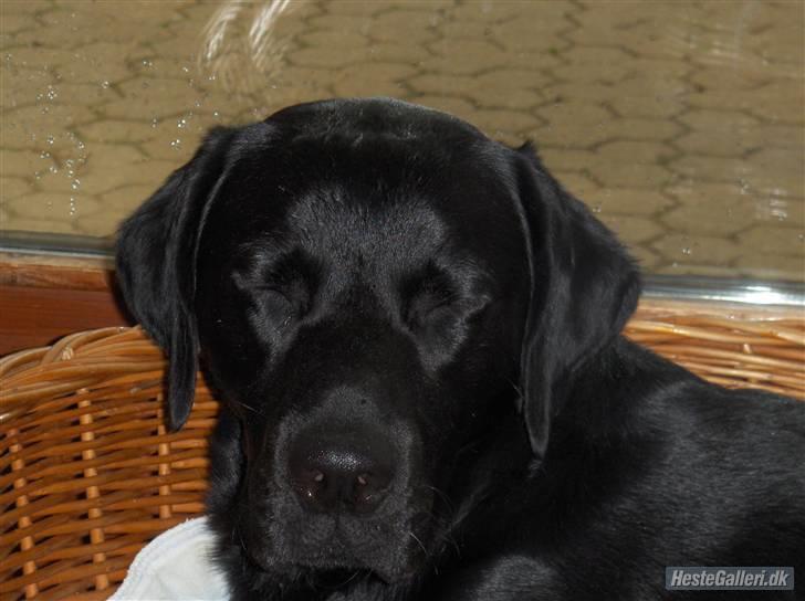 Blanding af racer baloo billede 3