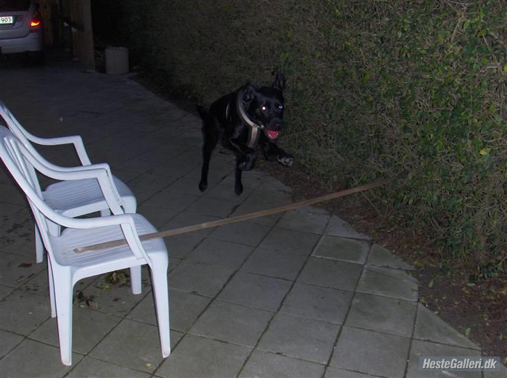 Blanding af racer baloo billede 4