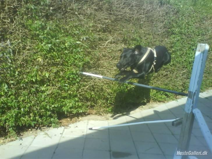 Blanding af racer baloo billede 9