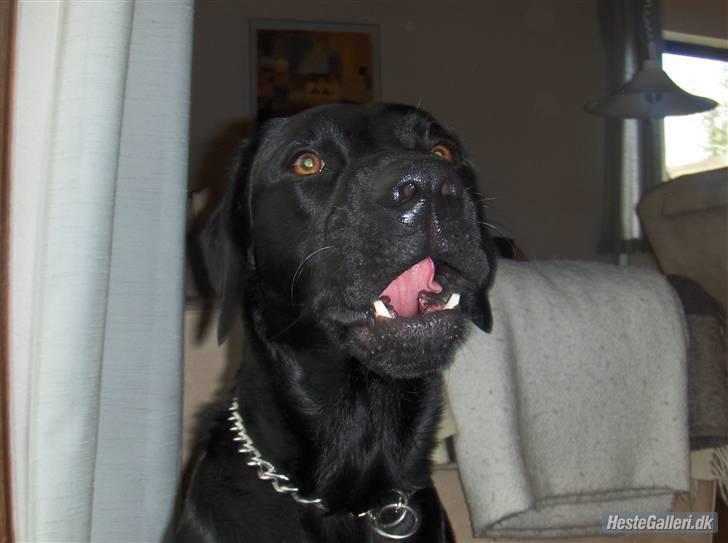 Blanding af racer baloo billede 6